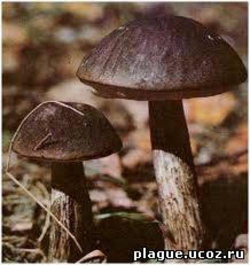 Грибы подберёзовики. Подберезовик