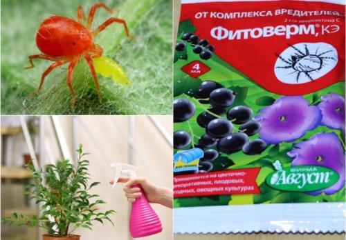 Фитоверм для комнатных растений. «Фитоверм» для комнатных растений: как разводить и обрабатывать? 04