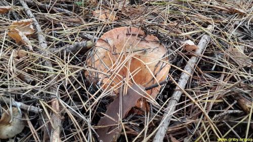 Какие грибы растут в сосновом лесу в октябре. Какие грибы растут в октябре