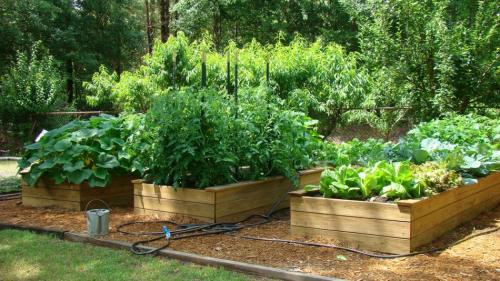 Огород для ленивых. Урожайный огород для ленивых