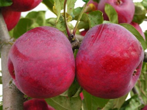 Лучшие осенние яблони. Самые лучшие осенние сорта яблонь — фото с описанием