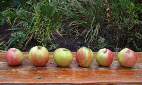 Лучшие осенние яблони. Самые лучшие осенние сорта яблонь — фото с описанием