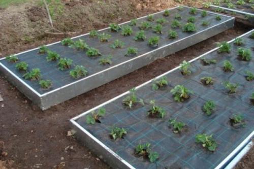 Готовим грядки под клубнику. Грядки для клубники своими руками: интересные идеи