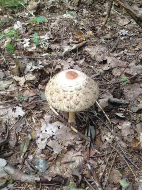 Гриб зонтик есть сырым. Это не мухомор!