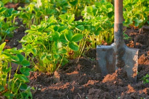 Готовим грядки под клубнику. Грядки для клубники своими руками: интересные идеи