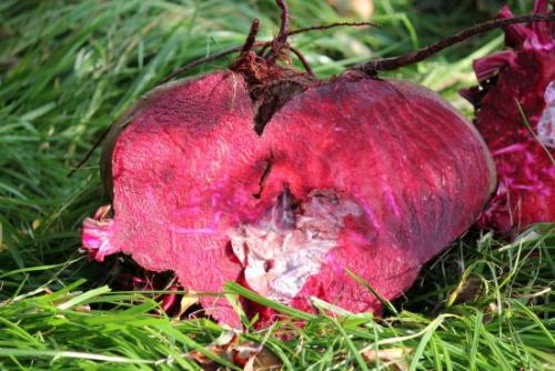 Сроки уборки моркови и свеклы в Подмосковье. Когда копать морковь и свёклу по всем правилам