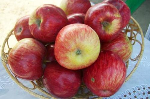 Осенние сорта яблок для средней полосы. Осенние сорта яблонь 26 Осенние сорта яблок для средней полосы. Осенние сорта яблонь 26