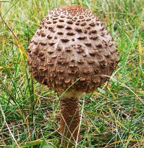 Гриб зонтик. Грибы, которые вы зря не собираете. Зонтик пестрый.