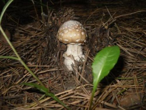 Грибы в сосновом бору. Грибы соснового бора 04