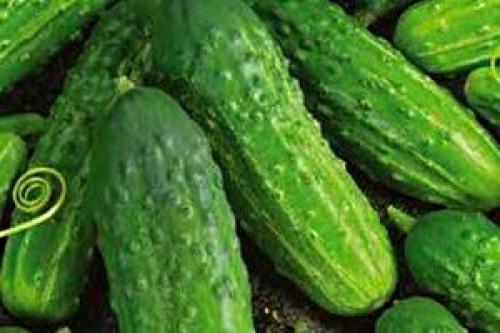 Сорта огурцов, устойчивые к болезням украина. Сорта огурцов для открытого грунта Украины