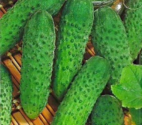 Сорта огурцов, устойчивые к болезням украина. Сорта огурцов для открытого грунта Украины