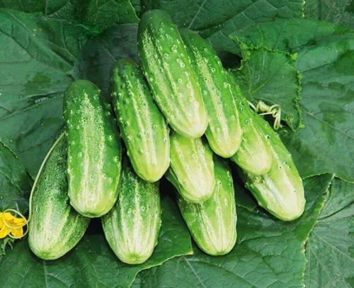 Какие огурцы не боятся болезней. 11 сортов огурцов, которые устойчивы к мучнистой росе