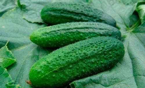 Какие огурцы не боятся болезней. 11 сортов огурцов, которые устойчивы к мучнистой росе