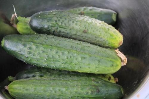 Какие огурцы не боятся болезней. 11 сортов огурцов, которые устойчивы к мучнистой росе