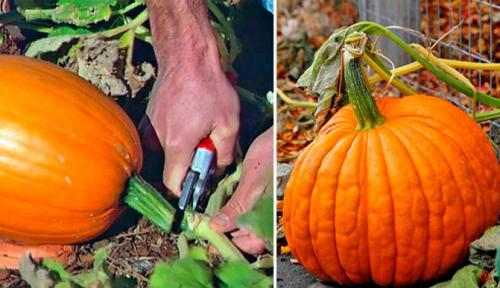 Дозреет ли тыква дома. Как узнать поспела тыква или нет