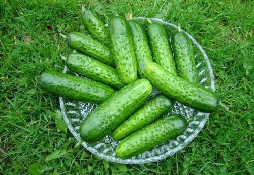 Какие огурцы не боятся болезней. 11 сортов огурцов, которые устойчивы к мучнистой росе