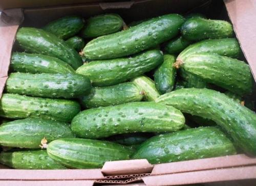 Какие огурцы не боятся болезней. 11 сортов огурцов, которые устойчивы к мучнистой росе