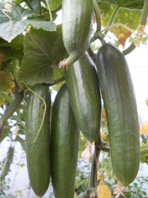 Устойчивые сорта к ложной мучнистой росе огурцов. Сорта и гибриды огурцов, устойчивых к пероноспорозу 02 Устойчивые сорта к ложной мучнистой росе огурцов. Сорта и гибриды огурцов, устойчивых к пероноспорозу 02