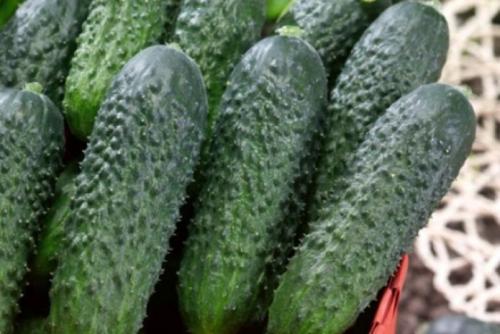 Какие огурцы не боятся болезней. 11 сортов огурцов, которые устойчивы к мучнистой росе