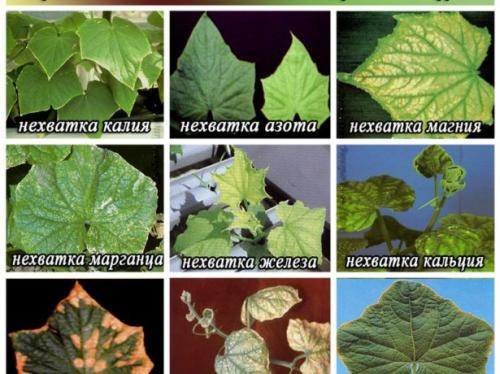 Чем подкормить пожелтевшие огурцы. Зачем подкармливать огурцы