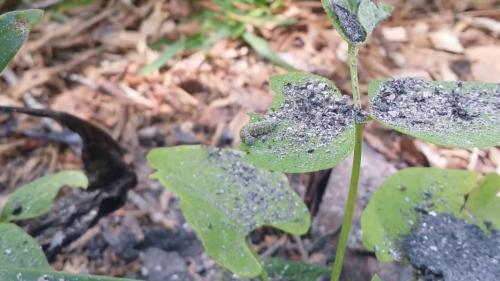 Чем подкормить огурцы в августе в открытом грунте. Подкормка огурцов в августе