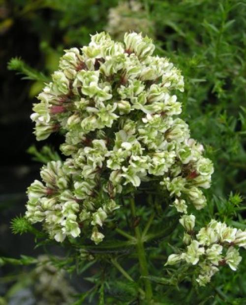 Флоксы многолетние посадка и уход осенью. Сроки посадки и пересадки флоксов 02