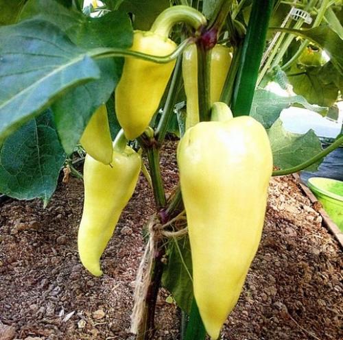 Самые урожайные сорта перца для открытого грунта. Урожайные сорта семян перца для обычных теплиц и теплиц из поликарбоната