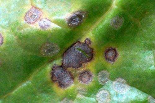 Чем опрыскивать жимолость осенью. Болезни жимолости: грибковые инфекции