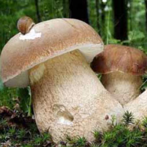 Ложный белый гриб. Как отличить белый гриб
