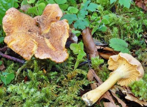 Лисички грибы. Лисички — основные съедобные и несъедобные виды, полезные свойства и советы по хранению + фото