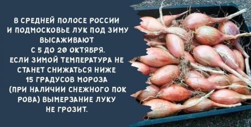 Когда сажать лук под зиму в подмосковье. Когда и как сажать лук-севок осенью под зиму в 2019 году