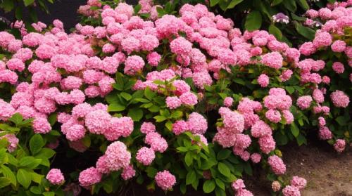 Уход за гортензией осенью. Подготовка гортензии к зиме