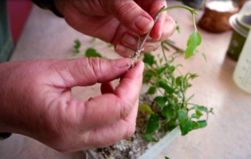 Как сохранить черенки клематиса до весны. Как укоренить отросток