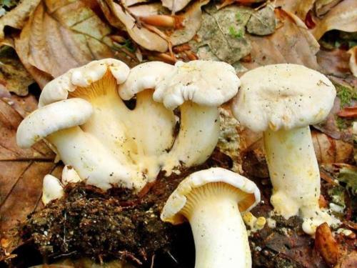 Лисички грибы. Лисички — основные съедобные и несъедобные виды, полезные свойства и советы по хранению + фото