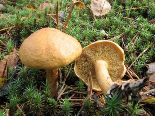 Гриб козляк при варке синеет. Как вкусно приготовить грибы козлята