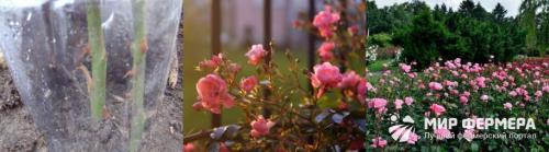 Посадка роз осенью: когда и как их садить