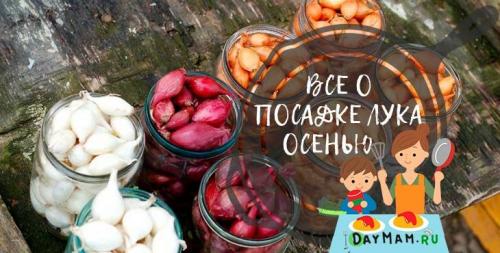 Когда сажать лук под зиму в подмосковье. Когда и как сажать лук-севок осенью под зиму в 2019 году