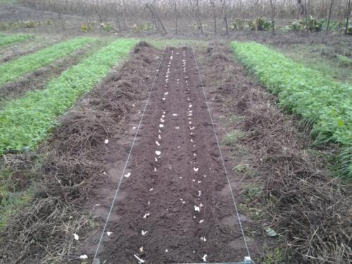 Какой чеснок лучше сажать крупный или мелкий. Все о выращивании озимого чеснока. Сорта, технология, советы