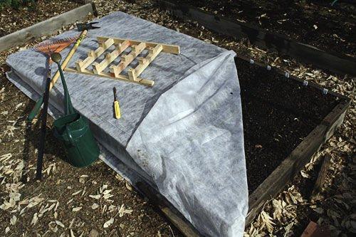 Какой чеснок лучше сажать крупный или мелкий. Все о выращивании озимого чеснока. Сорта, технология, советы