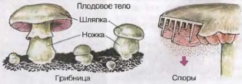 Грибы с коричневой шляпкой и коричневой ножкой. Съедобные пластинчатые грибы 01