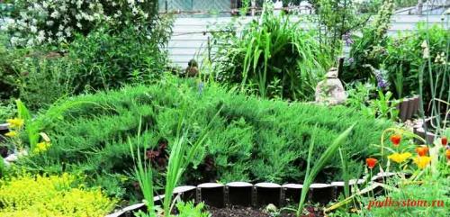 Укрытие на зиму хвойных. Хвойные растения осенью: подготовка к зиме