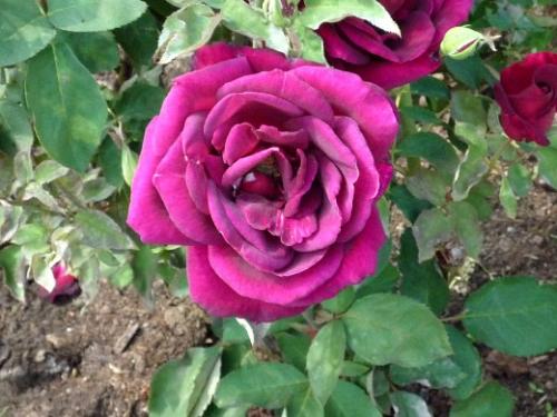 Когда лучше сажать розы на даче. Навигация по записям