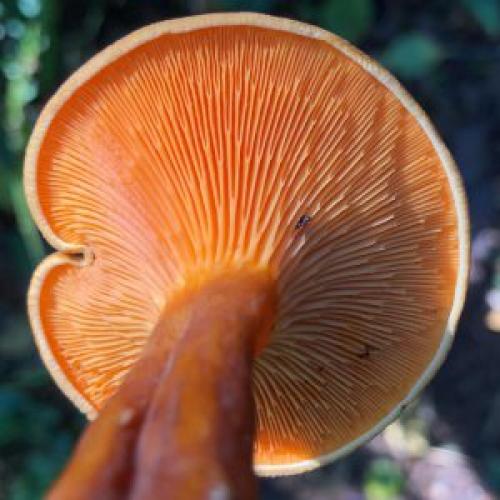 Белые грибы похожие на лисички. Описание