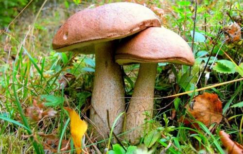 Как отличить белый гриб от подберезовика. Жёлчный гриб: описание и отличие от подберёзовика