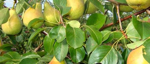 Скороплодные сорта груш. Летние сорта груш