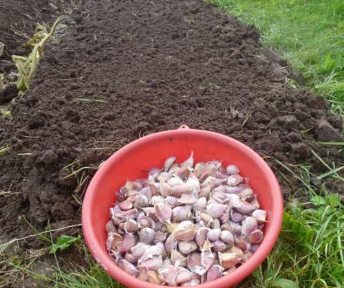 Какой чеснок лучше сажать крупный или мелкий. Все о выращивании озимого чеснока. Сорта, технология, советы