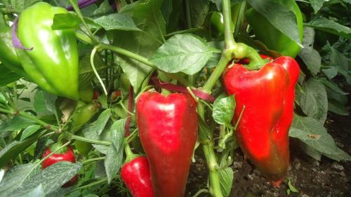 Перец Уральский толстостенный. Выведенный для самого сурового климата перец — Уральский толстостенный F1: описание сорта и характеристика