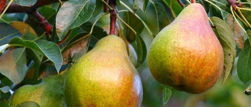 Скороплодные сорта груш. Летние сорта груш