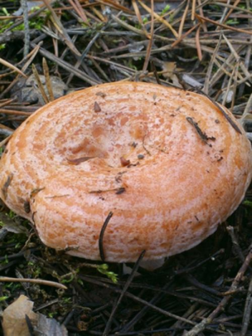 Как отличить рыжик от свинушки. Чем отличаются съедобные рыжики от ложных янтарных млечников (с фото)