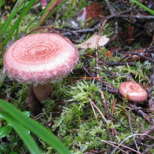 Грибы волнушки и рыжики. Как отличить гриб волнушку от других грибов: сходства и различия